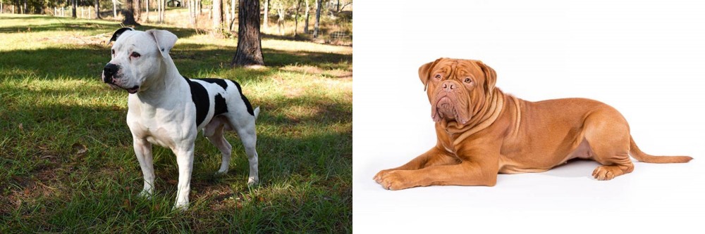 Dogue De Bordeaux vs American Bulldog - Breed Comparison