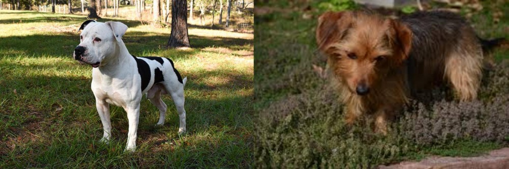 Dorkie vs American Bulldog - Breed Comparison