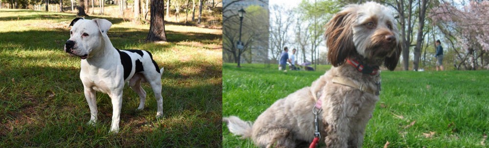 Doxiepoo vs American Bulldog - Breed Comparison