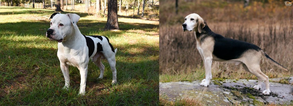 Dunker vs American Bulldog - Breed Comparison