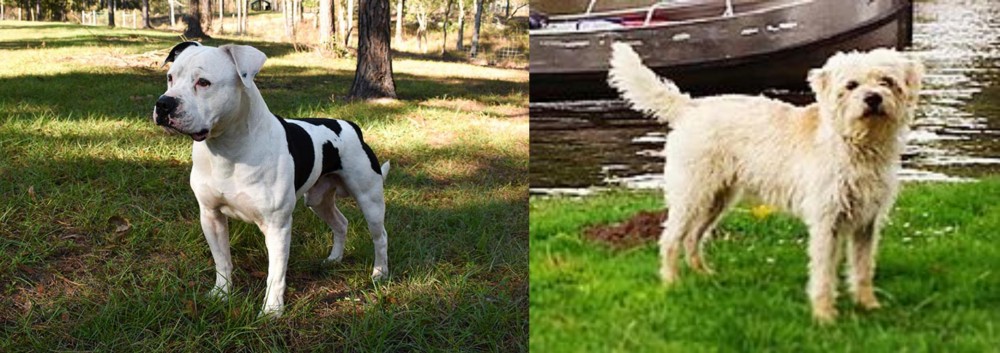 Dutch Smoushond vs American Bulldog - Breed Comparison