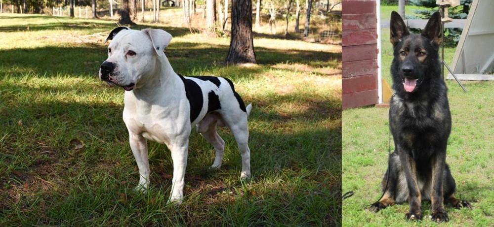 East German Shepherd vs American Bulldog - Breed Comparison