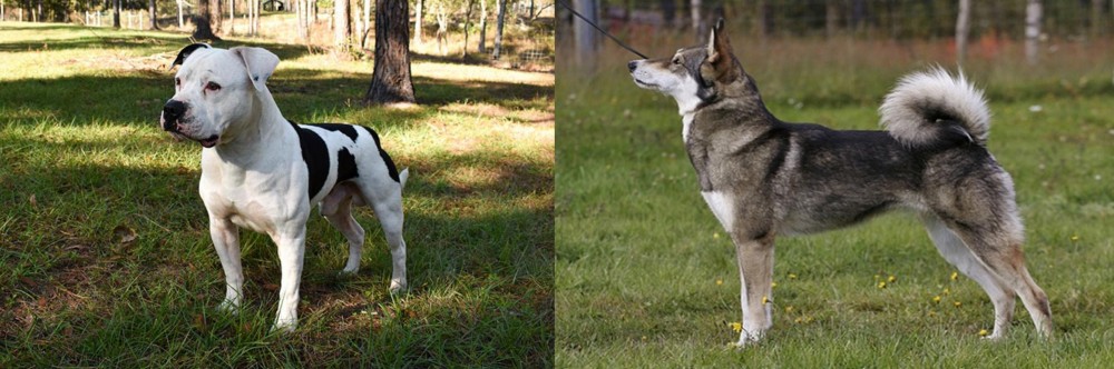 East Siberian Laika vs American Bulldog - Breed Comparison