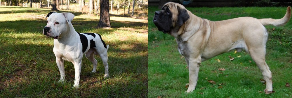 English Mastiff vs American Bulldog - Breed Comparison