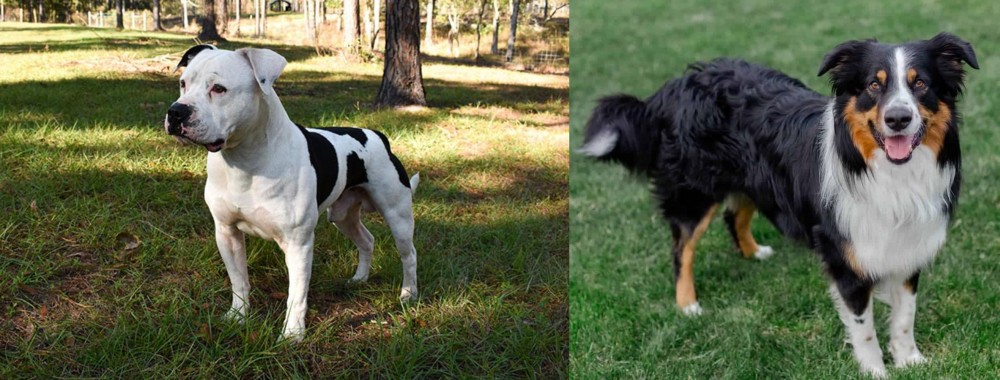 English Shepherd vs American Bulldog - Breed Comparison