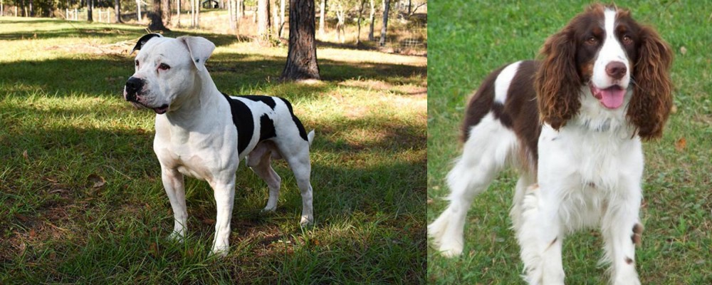 English Springer Spaniel vs American Bulldog - Breed Comparison