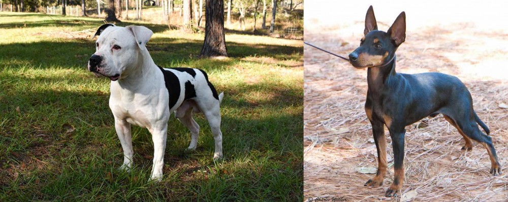 English Toy Terrier (Black & Tan) vs American Bulldog - Breed Comparison