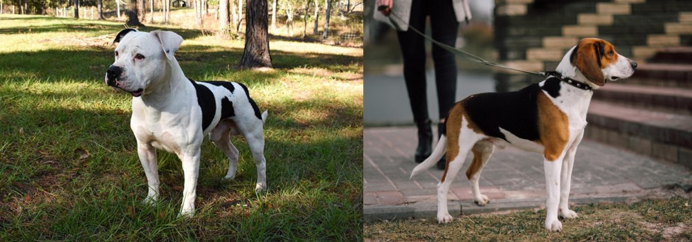 Estonian Hound vs American Bulldog - Breed Comparison