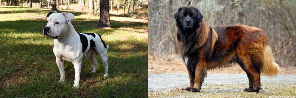 Estrela Mountain Dog vs American Bulldog - Breed Comparison