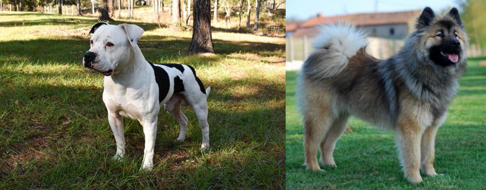 Eurasier vs American Bulldog - Breed Comparison