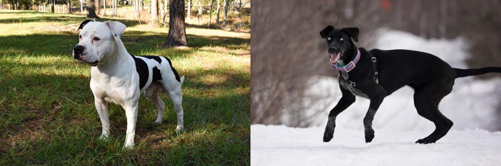 Eurohound vs American Bulldog - Breed Comparison