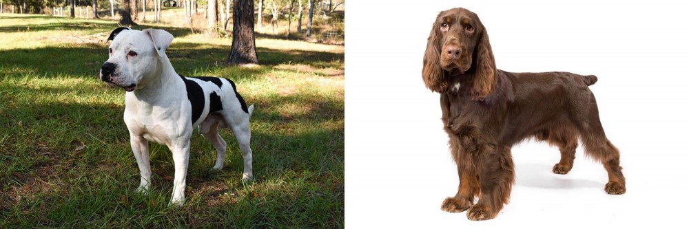 Field Spaniel vs American Bulldog - Breed Comparison