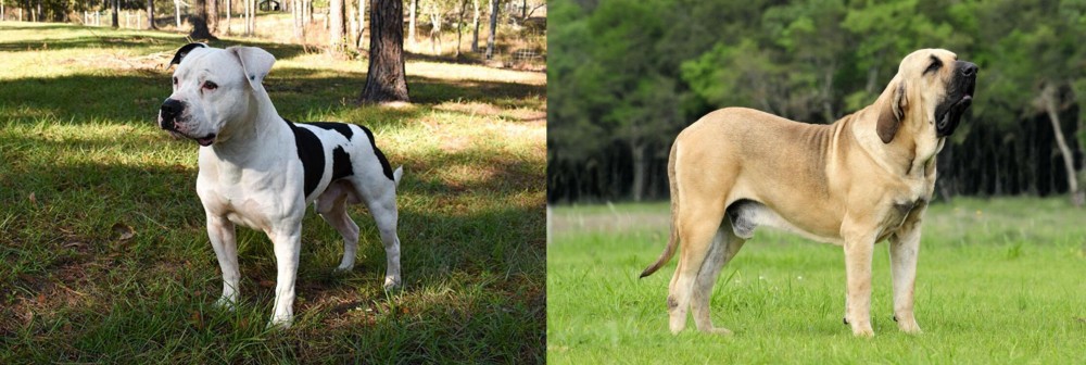 Fila Brasileiro vs American Bulldog - Breed Comparison