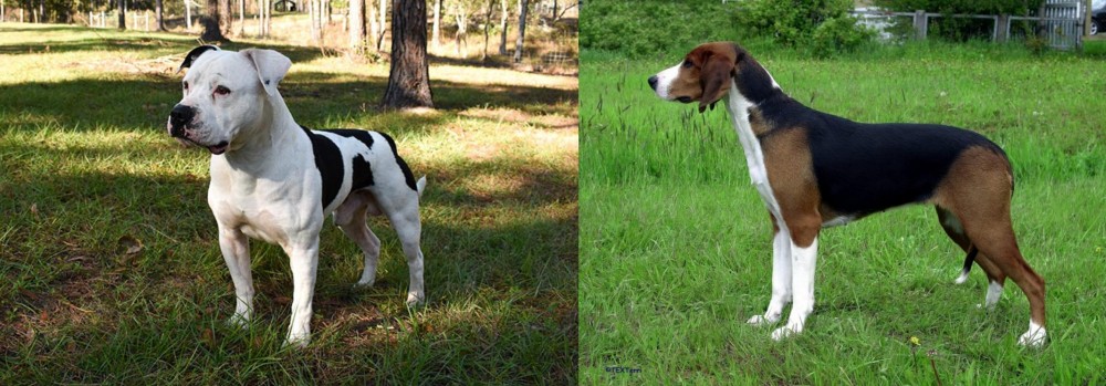 Finnish Hound vs American Bulldog - Breed Comparison