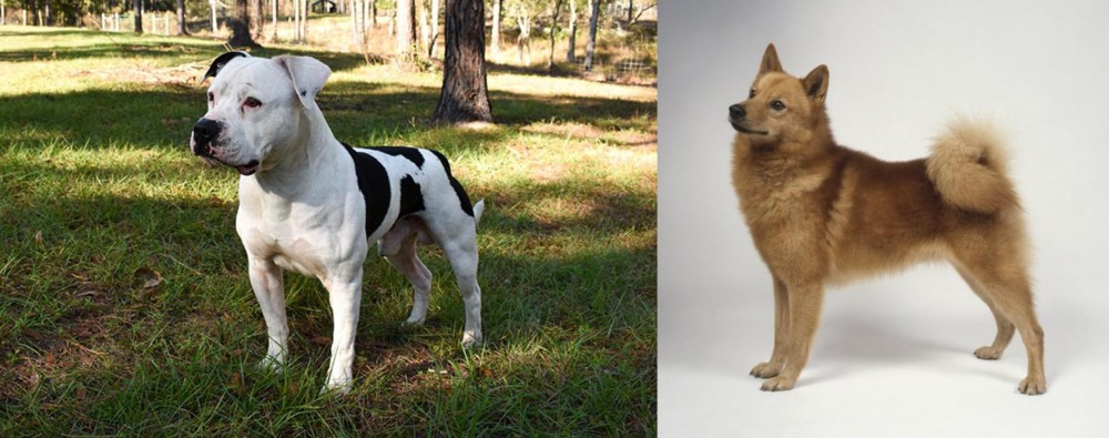 Finnish Spitz vs American Bulldog - Breed Comparison