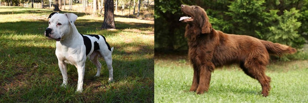 Flat-Coated Retriever vs American Bulldog - Breed Comparison