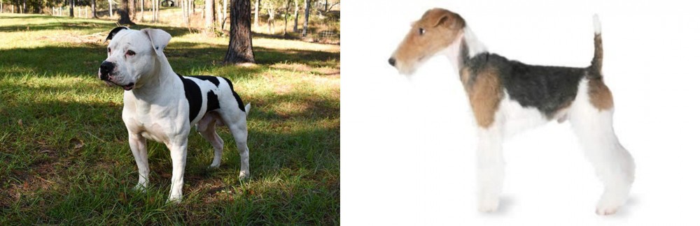 Fox Terrier vs American Bulldog - Breed Comparison