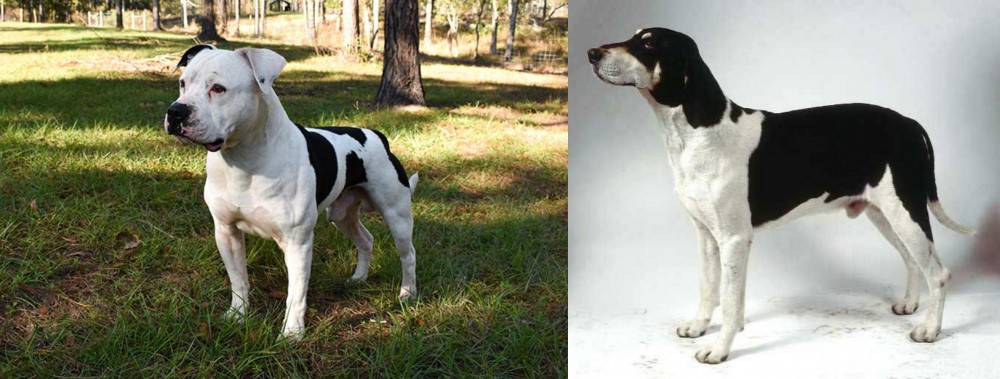 Francais Blanc et Noir vs American Bulldog - Breed Comparison