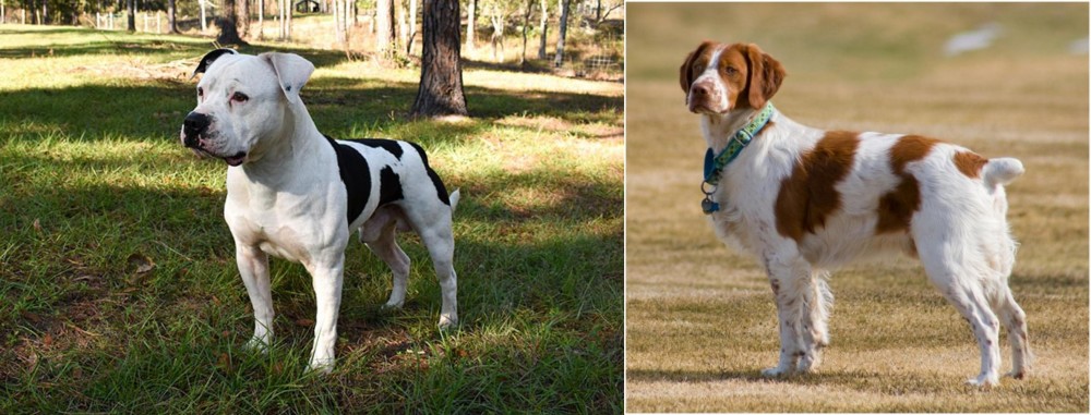 French Brittany vs American Bulldog - Breed Comparison