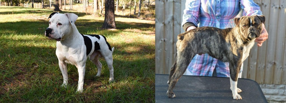 Fruggle vs American Bulldog - Breed Comparison