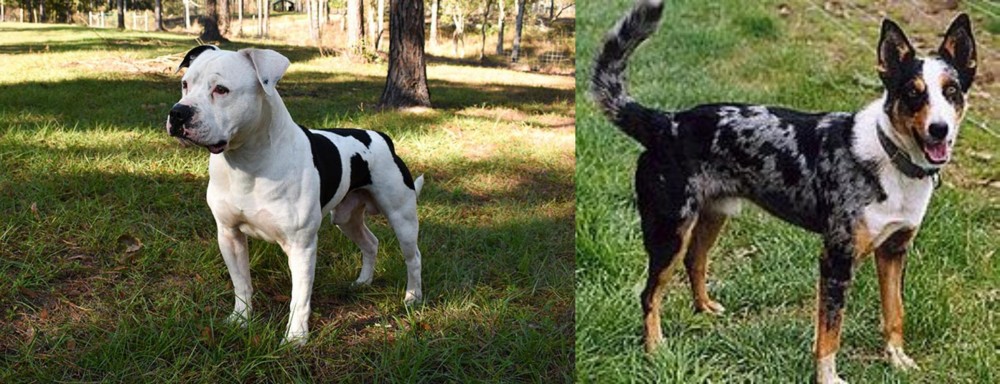German Coolie vs American Bulldog - Breed Comparison