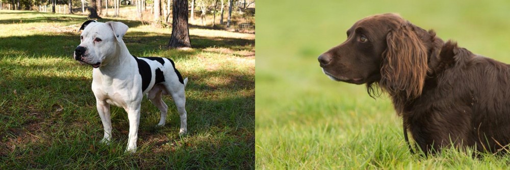 German Longhaired Pointer vs American Bulldog - Breed Comparison