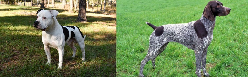 German Shorthaired Pointer vs American Bulldog - Breed Comparison