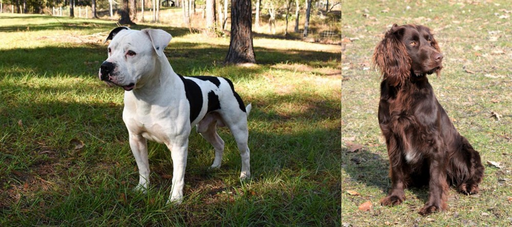 German Spaniel vs American Bulldog - Breed Comparison