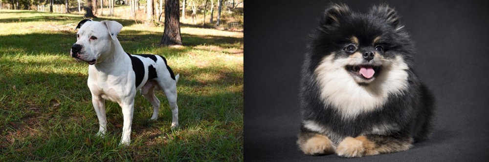 German Spitz (Klein) vs American Bulldog - Breed Comparison