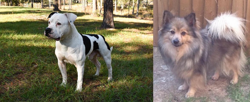 German Spitz (Mittel) vs American Bulldog - Breed Comparison