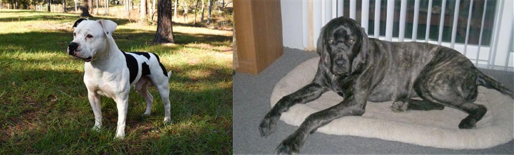 Giant Maso Mastiff vs American Bulldog - Breed Comparison