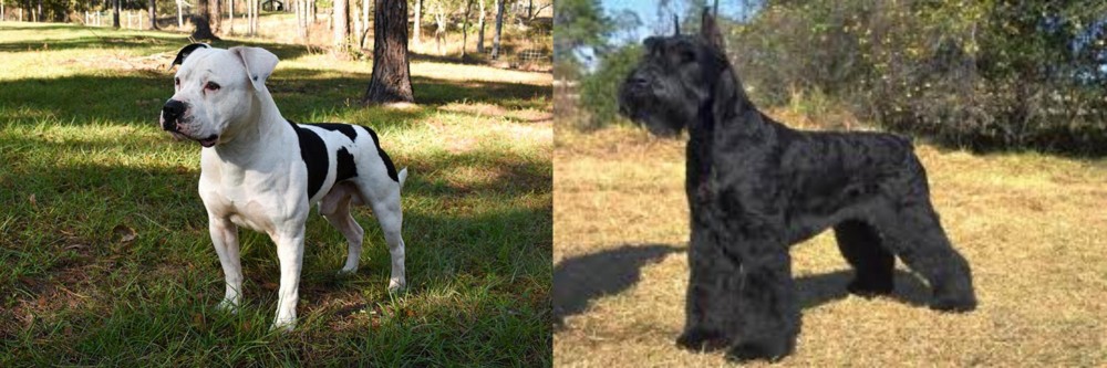 Giant Schnauzer vs American Bulldog - Breed Comparison