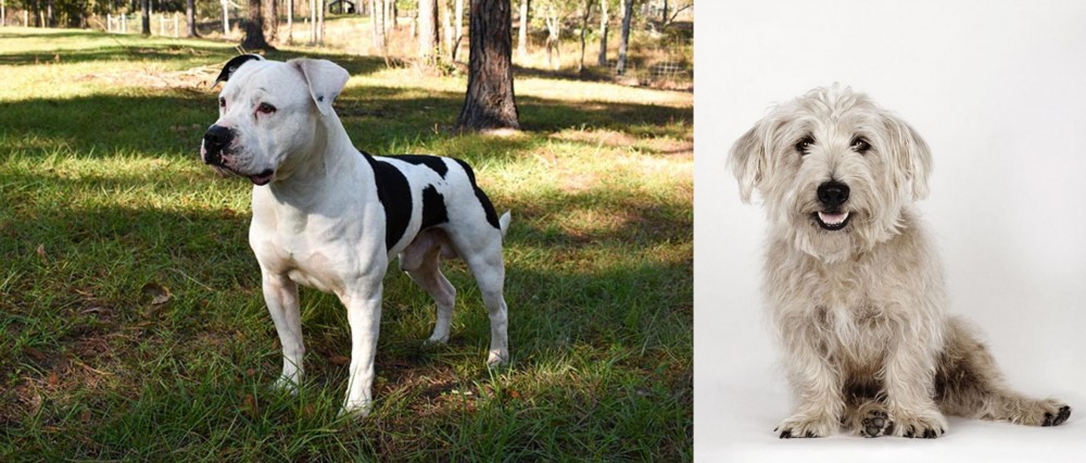 Glen of Imaal Terrier vs American Bulldog - Breed Comparison