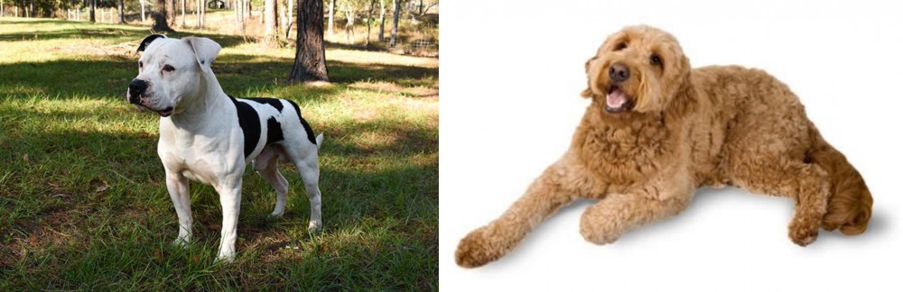 Golden Doodle vs American Bulldog - Breed Comparison