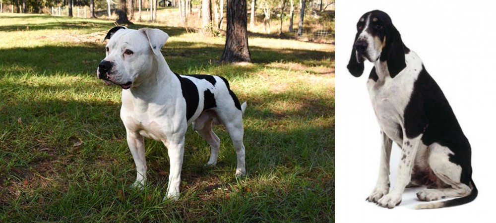 Grand Anglo-Francais Blanc et Noir vs American Bulldog - Breed Comparison