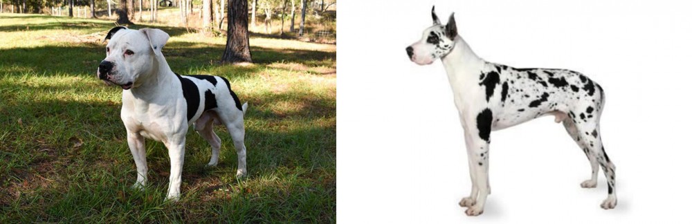 Great Dane vs American Bulldog - Breed Comparison