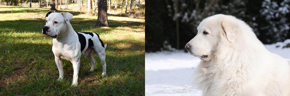 Great Pyrenees vs American Bulldog - Breed Comparison