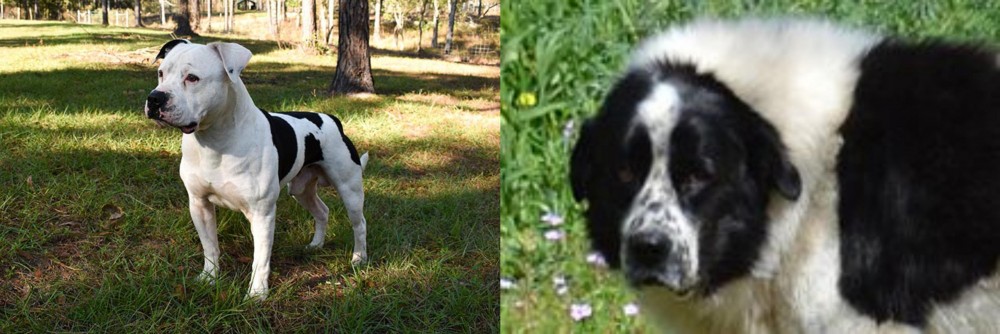 Greek Sheepdog vs American Bulldog - Breed Comparison