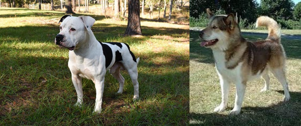 Greenland Dog vs American Bulldog - Breed Comparison