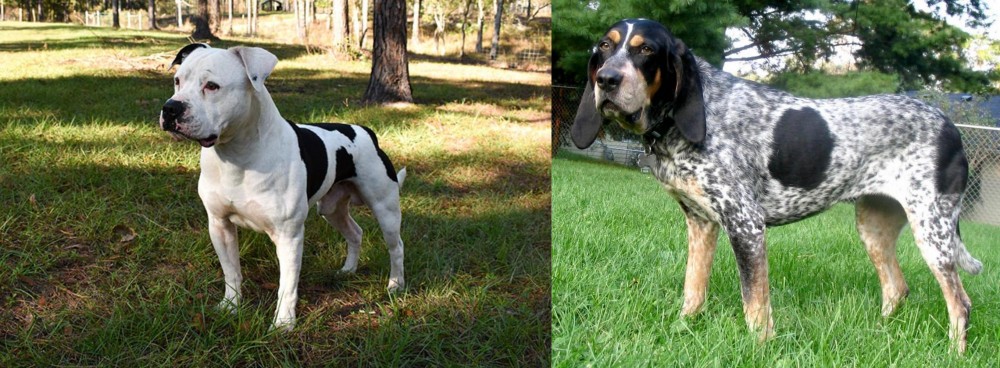 Griffon Bleu de Gascogne vs American Bulldog - Breed Comparison