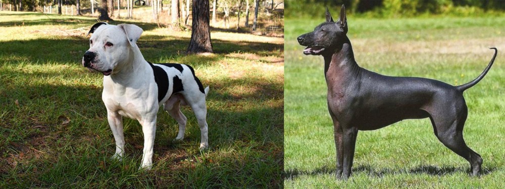 Hairless Khala vs American Bulldog - Breed Comparison