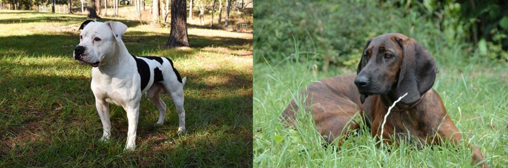Hanover Hound vs American Bulldog - Breed Comparison