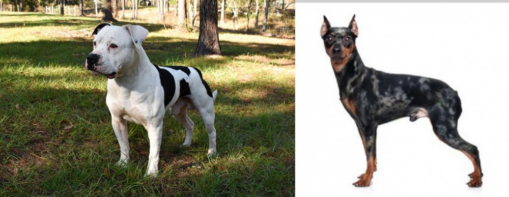 Harlequin Pinscher vs American Bulldog - Breed Comparison