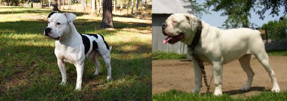 Hermes Bulldogge vs American Bulldog - Breed Comparison