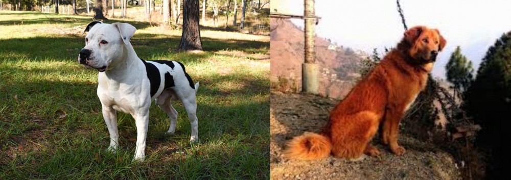 Himalayan Sheepdog vs American Bulldog - Breed Comparison