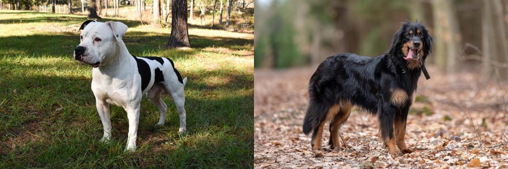 Hovawart vs American Bulldog - Breed Comparison