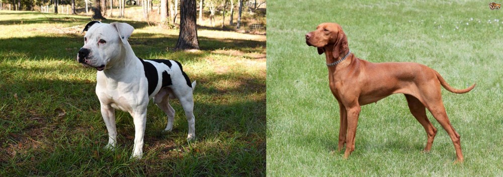 Hungarian Vizsla vs American Bulldog - Breed Comparison