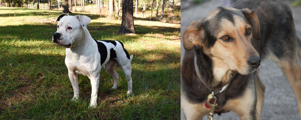 Huntaway vs American Bulldog - Breed Comparison