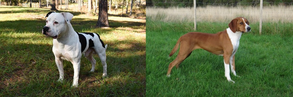 Hygenhund vs American Bulldog - Breed Comparison