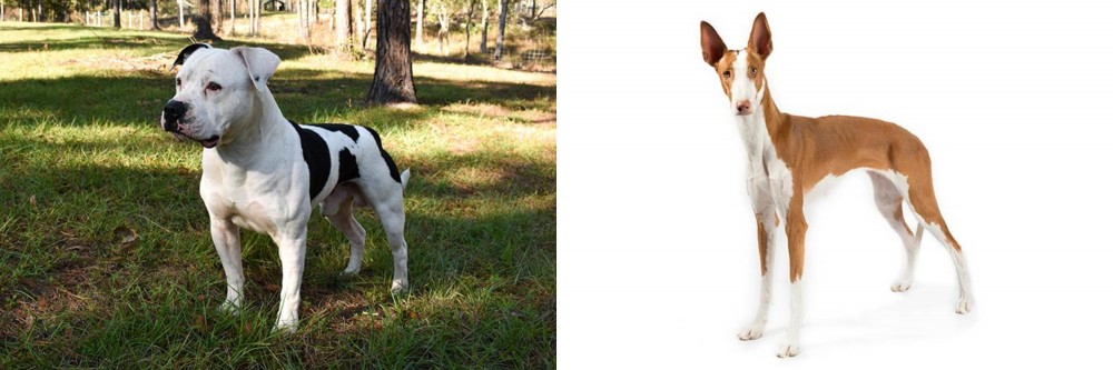 Ibizan Hound vs American Bulldog - Breed Comparison